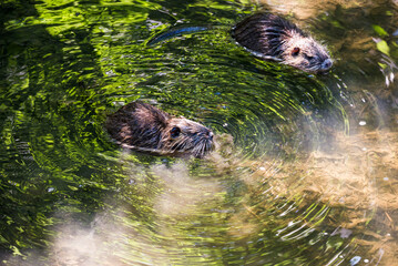 Two baby cubs nutria in Ricansky brook in Uhrineves, Prague in Czech republic