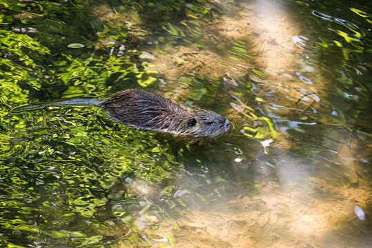 Baby cub nutria in Ricansky brook in Uhrineves, Prague in Czech republic