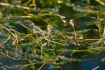 Coenagrion pulcellum in Retention tank Ricanka by Uhrineves, Prague, Czech republic
