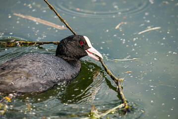 Eurasian coot - Fulica Atra bringing material for building nest in retention tank Ricanka in...