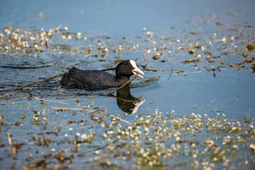 Eurasian coot - Fulica Atra bringing material for building nest in retention tank Ricanka in...