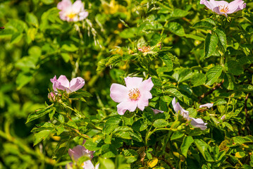 Pink flowers of blooming Rosa canina