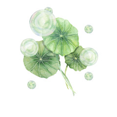 Centella asiatica and green bubbles . Hand drawn gotu cola extract spheres clipart, watercolor...