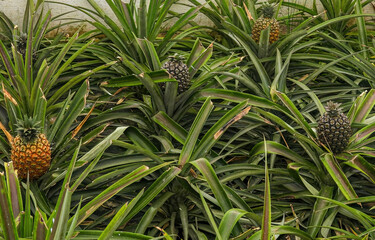 Pineapple bush on a pineapple plantation in Ponta Delgada, Azores. 