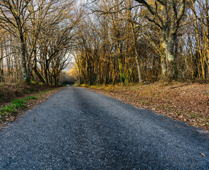 Road in winter