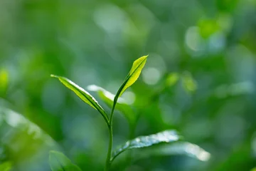 Tuinposter 茶葉・茶畑 © naka