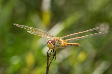 Dragonflies Macro and Details photography in the countryside of Sardinia Italy