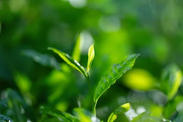 Rolgordijnen 茶葉・茶畑 © naka