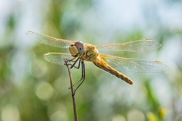 Dragonflies Macro and Details photography in the countryside of Sardinia Italy