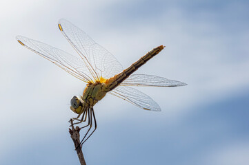 Dragonflies Macro and Details photography in the countryside of Sardinia Italy