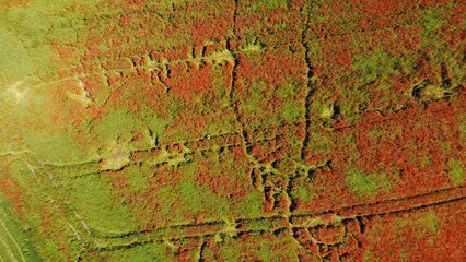 A red field of poppy flowers. Drone video.