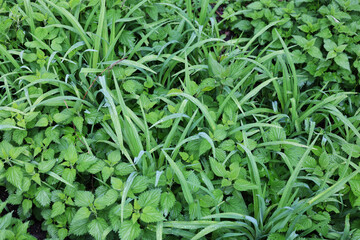 Tall green grass in the forest. Nice big grass, great garden. Natural growth