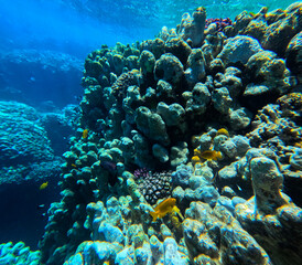 Naklejka na ściany i meble Underwater view of coral reef and tropical fish in Red Sea, Egypt