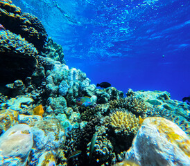 Coral reef and fish in the Red Sea. Egypt. Sharm El Sheikh