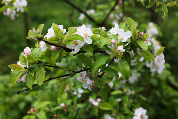 Many spring white flowers, Green tree in spring. A beautiful blooming apple tree, a wonderful...