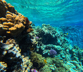 Naklejka na ściany i meble Underwater view of the coral reef. Tropical underwater scene with hard corals and tropical fish.
