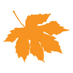 Maple orange-yellow leaf vector illustration on white