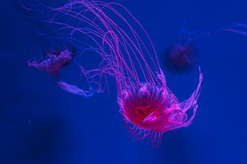 underwater photos of jellyfish chrysaora pacifica jellyfish japanese sea nettle