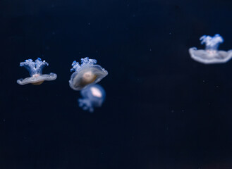 Naklejka na ściany i meble underwater photos of mediterranean jellyfish Cotylorhiza tuberculata
