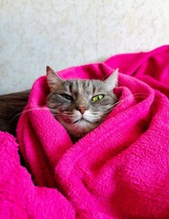 Cute gray cat with green eyes is wrapped in a pink blanket.