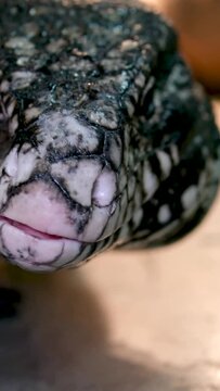 Close-up of a red tegu lizard, Tupinambis rufescens. Reptile, wildlife and animal concept. High quality 4k footage