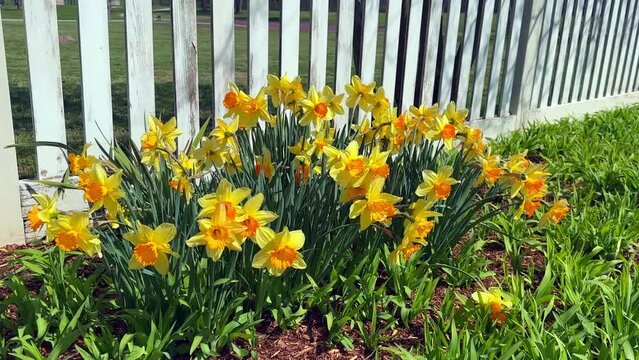 Beautiful blooming daffodil or narcissus or jonquil flowers growing in a spring garden, near a white fence, on a sunny morning.