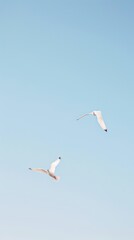 Fototapeta na wymiar Birds seagull animal flying.