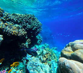 Naklejka na ściany i meble Coral reef and fish in the Red Sea. Egypt. Sharm El Sheikh