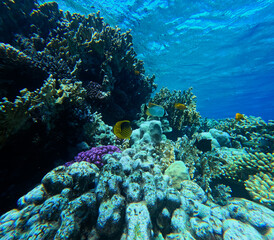 Underwater view of coral reef with tropical fish and corals, Egypt.