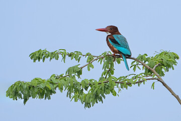 White-throated Kingfisher (Halcyon smyrnensis) perched on a branch, also known as the white-breasted kingfisher, tree kingfisher, Sultanpur National Park, India, Asia - obrazy, fototapety, plakaty