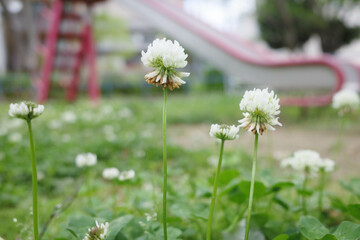 公園に咲くしろいシロツメクサの花　初夏の陽気