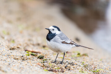 Wagtail sits on the ground with a beautiful blurred background.