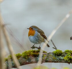 robin 