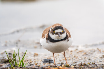 Little ringed plover (Charadrius dubius), bird standing on the lake shore