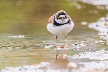 Little ringed plover (Charadrius dubius), bird standing on the lake shore