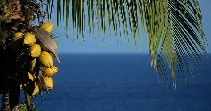 Coconut tree in front of the caribbean sea, west Indies, Guadeloupe
