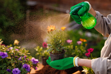 Woman takes care of plants and sprays flowers, gardening concept