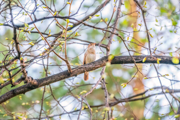 Thrush Nightingale, Luscinia luscinia. A bird sits on a tree branch and sings