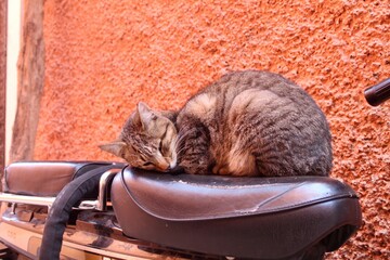 Sleeping Cat 