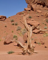Ausgetrockneter Baum in der Wüste