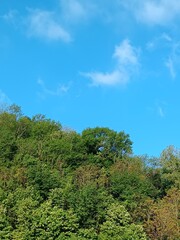 trees and sky