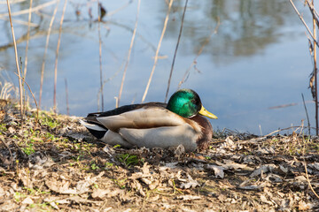 Male wild duck drake sitting by lake or pond on sunny day. - Powered by Adobe