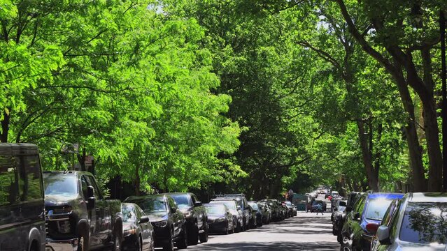 NEW YORK, NEW YORK - USA MAY 8: Rows of fresh green trees surround rows of parked cars on the Street in Greenwich Village during Springtime in New York City on May 8, 2023.
