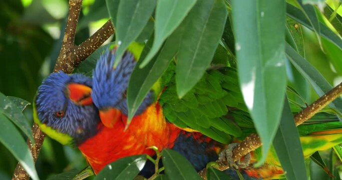 Rainbow lorikeet, (Trichoglossus moluccanus),  Guadeloupe, french West Indies