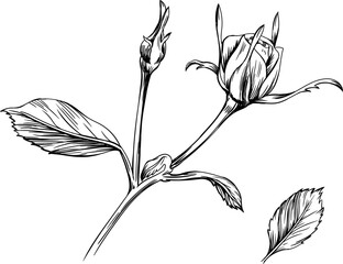 Rose floral botanical flower. Wild spring leaf wildflower isolated. Black and white engraved ink art. Isolated rose illustration element on white background.
