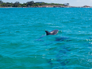 Dolphins in the turquoise waters of the Bay of Fires, Tasmania