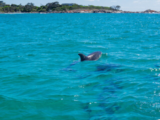 Naklejka premium Dolphins in the turquoise waters of the Bay of Fires, Tasmania