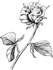 Rose floral botanical flower. Wild spring leaf wildflower isolated. Black and white engraved ink art. Isolated rose illustration element on white background.