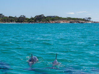 Dolphins in the turquoise waters of the Bay of Fires, Tasmania