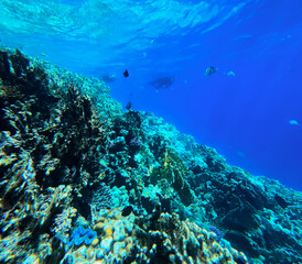 Naklejka na ściany i meble Underwater view of the coral reef with fishes and corals.
